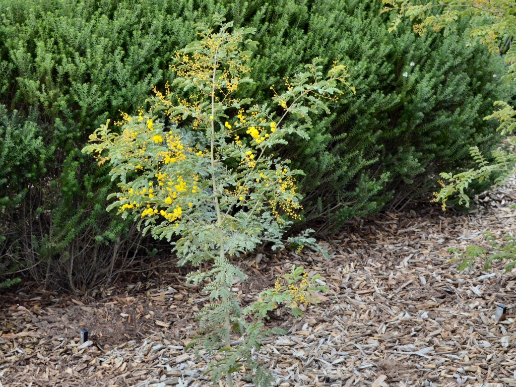 Acacia spectabilis – Mudgee Wattle