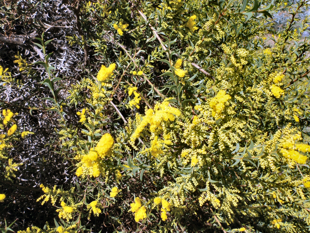 Acacia triptera – Spur-wing Wattle