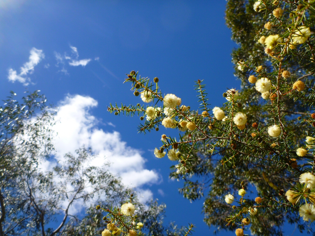 Acacia ulicifolia – Juniper Wattle