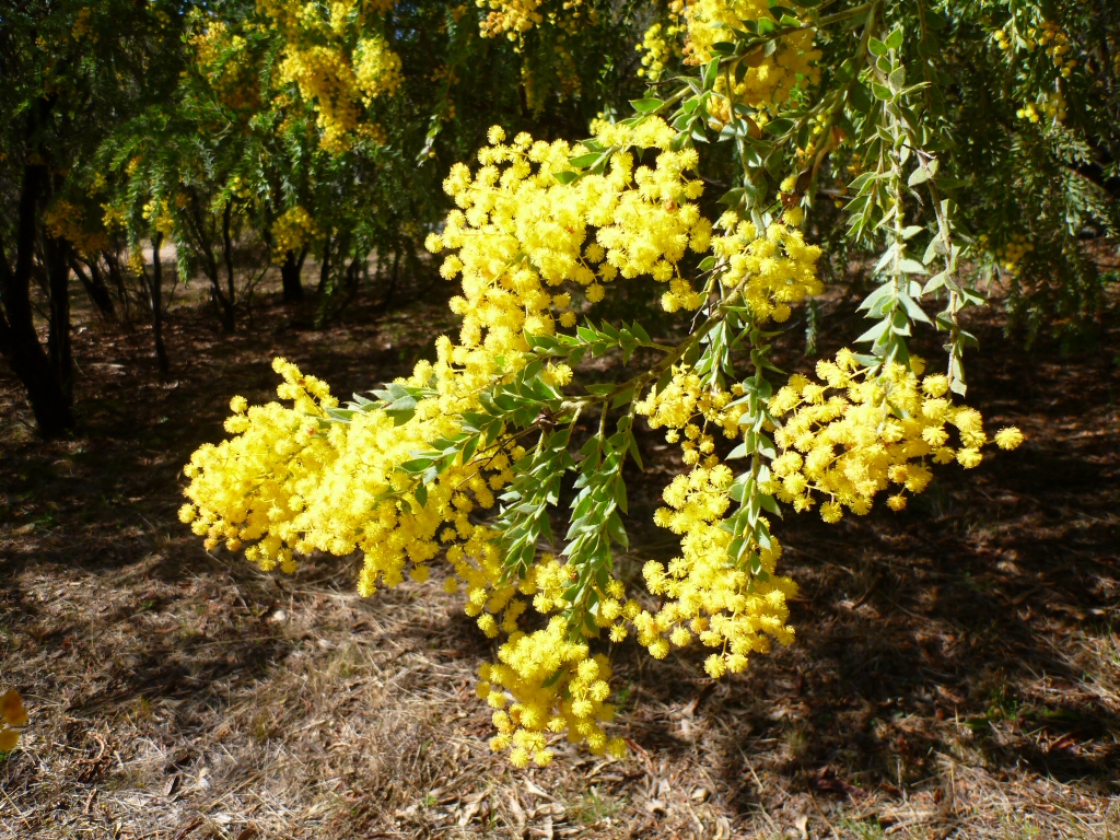 Acacia vestita – Hairy Wattle