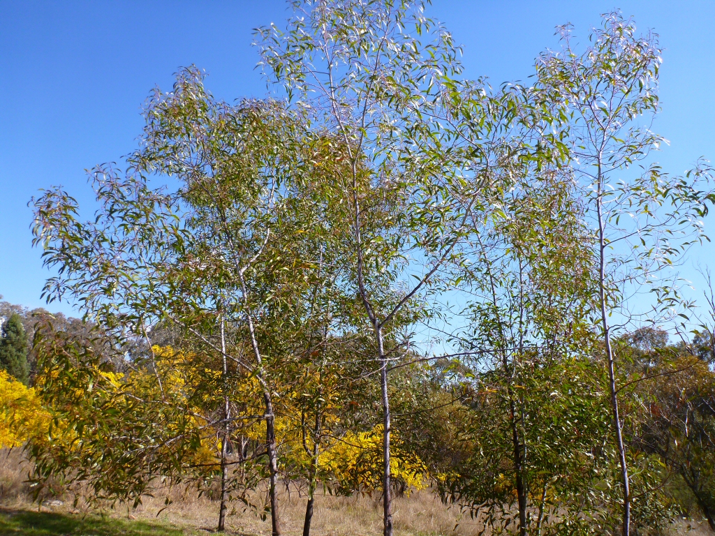 Acacia wardellii – Wattle