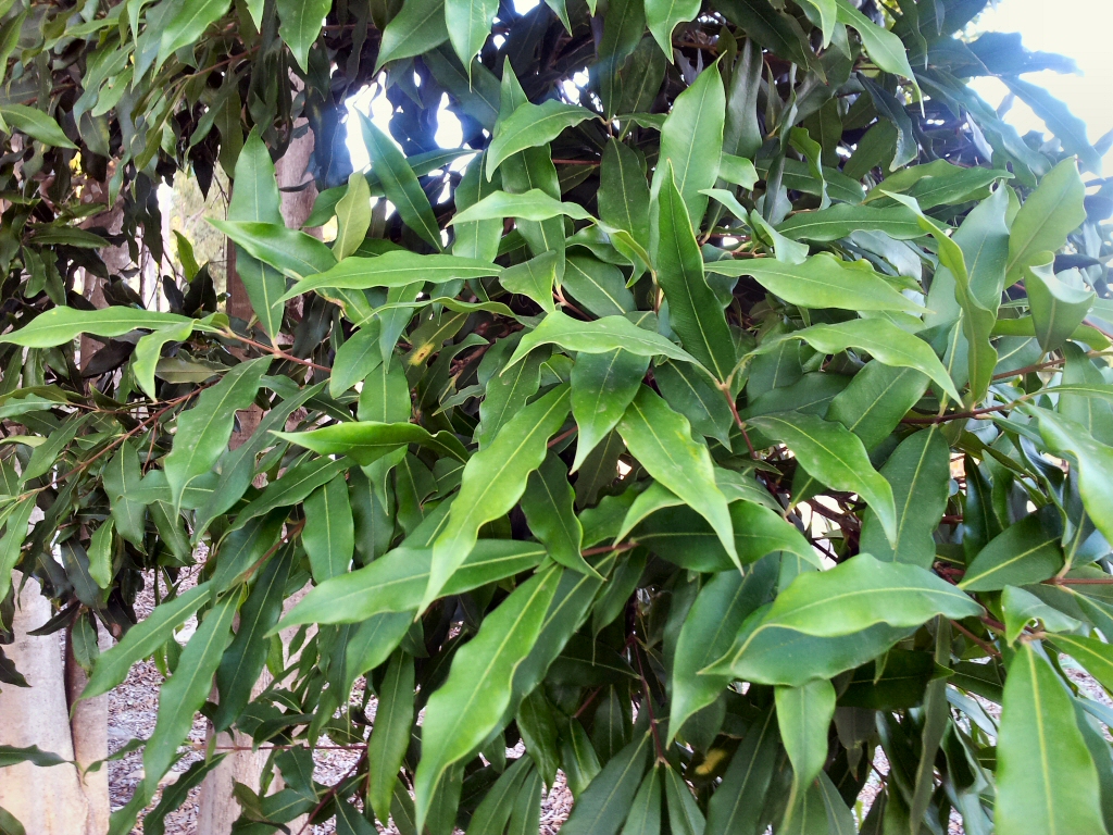 Acmena ingens – Lilly Pilly