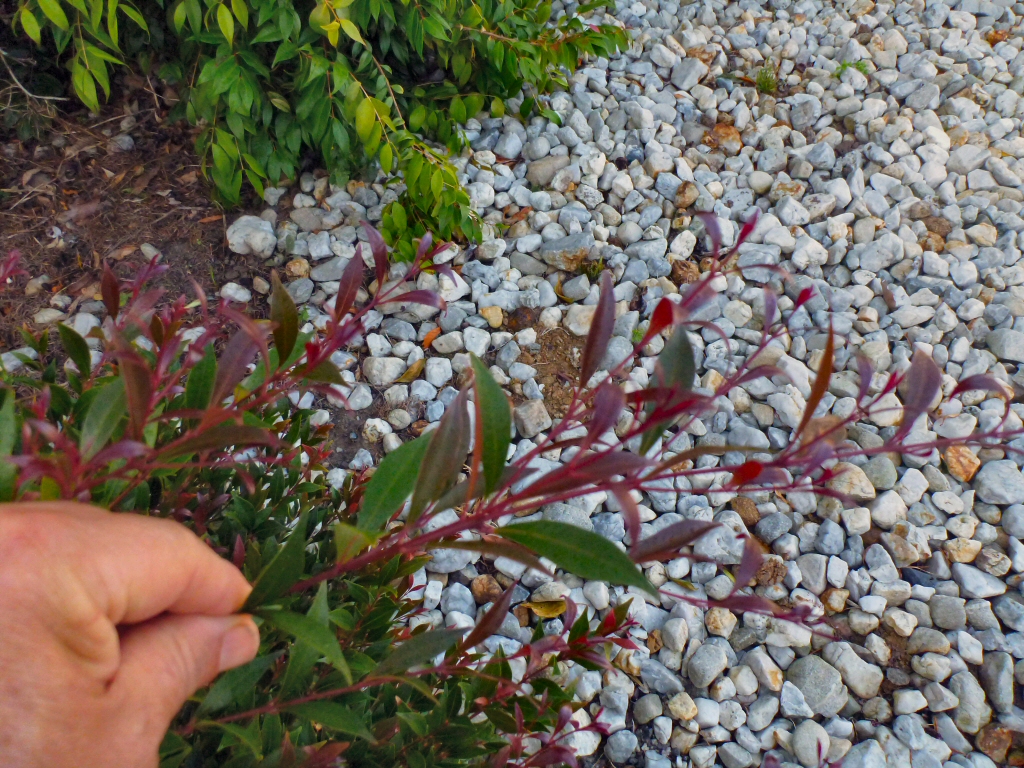Acmena smithii – Lilly Pilly