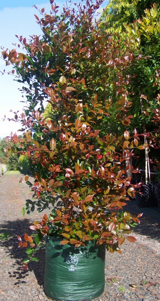 Acmena smithii ‘Fire Screen’ – Lilly Pilly
