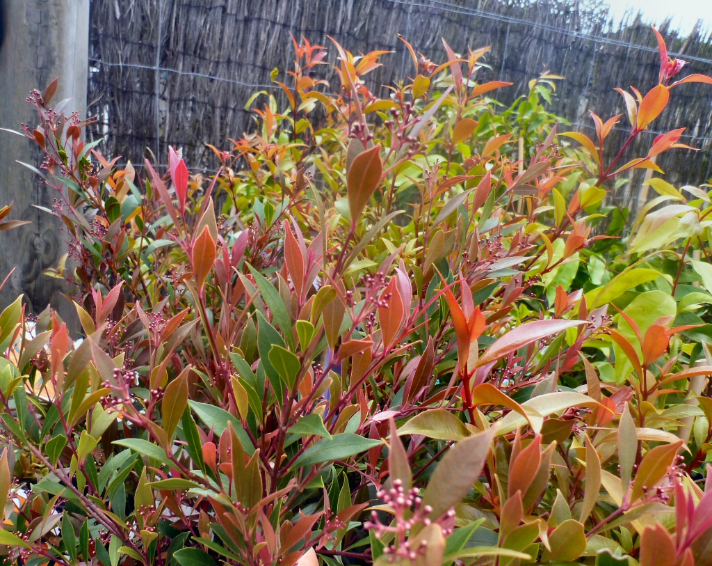 Acmena smithii ‘Forest Flame’ – Lilly Pilly