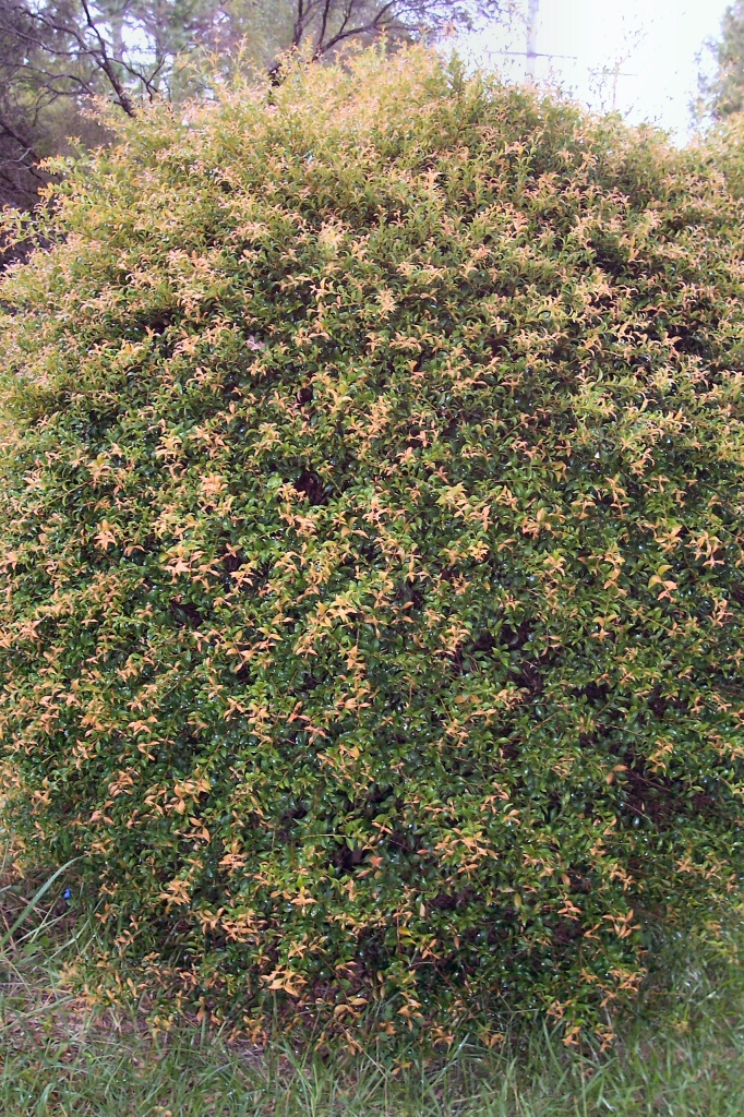 Acmena smithii ‘Hot Flush’ – Lilly Pilly