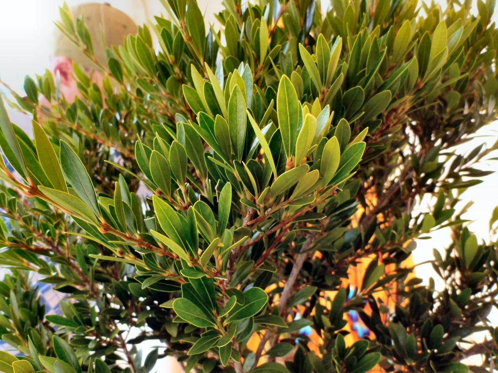Acmena smithii ‘Minipilly’ – Lilly Pilly