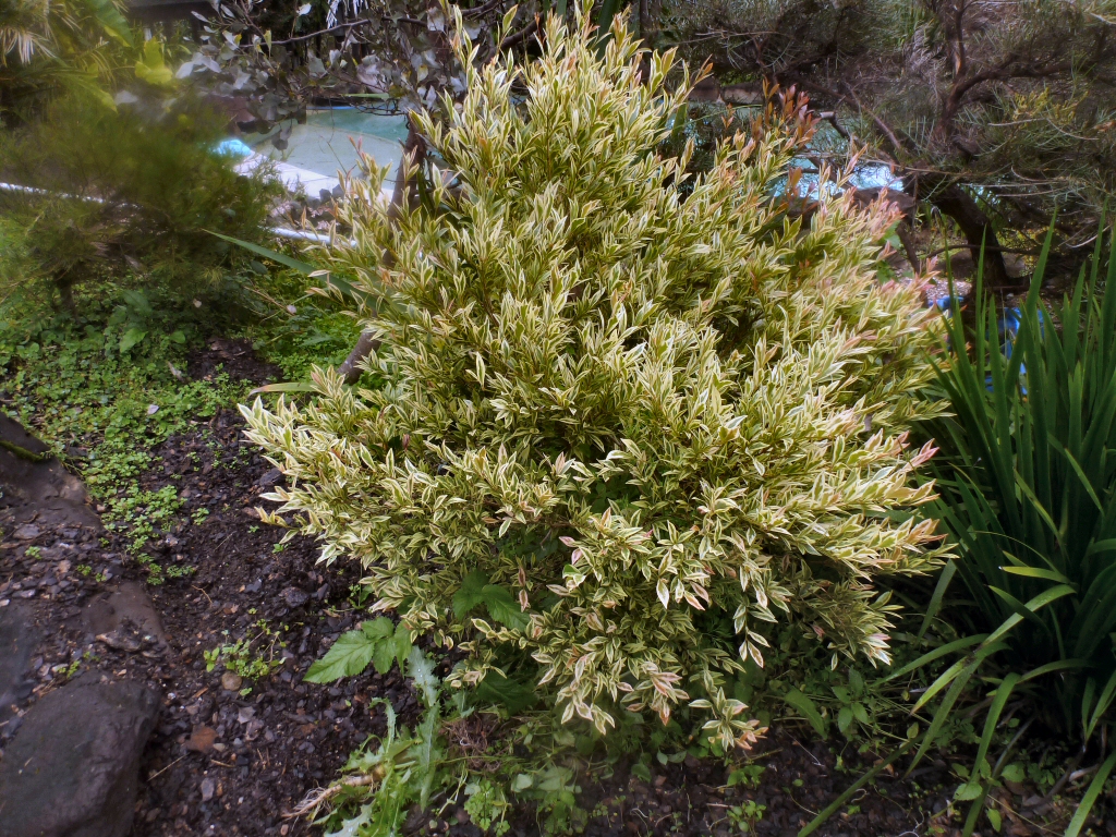 Acmena smithii ‘Moonlight Flame’ – Lilly Pilly