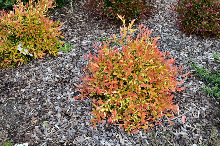 Acmena smithii ‘Sunrise’ – Lilly Pilly