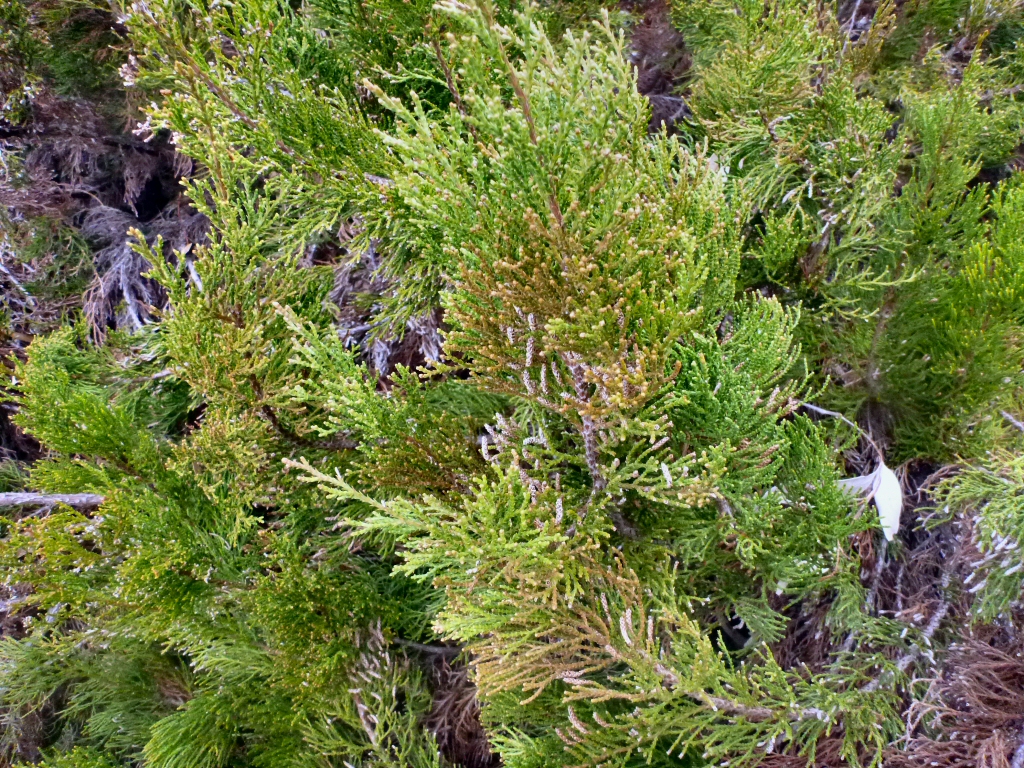 Actinostrobus acuminatus – Dwarf Cypress