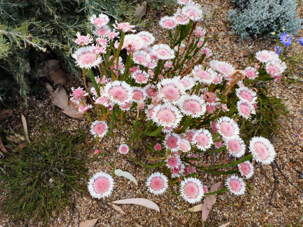 Actinodium cunninghamii – Swamp Daisy