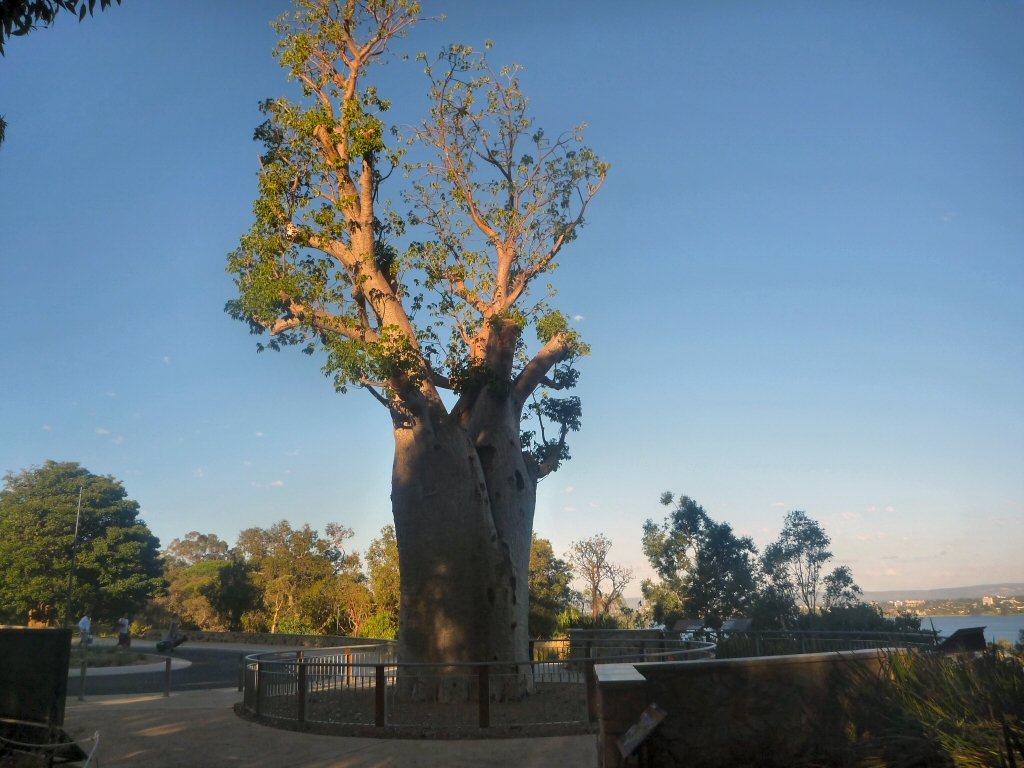 Adansonia gregorii – Bottle Tree