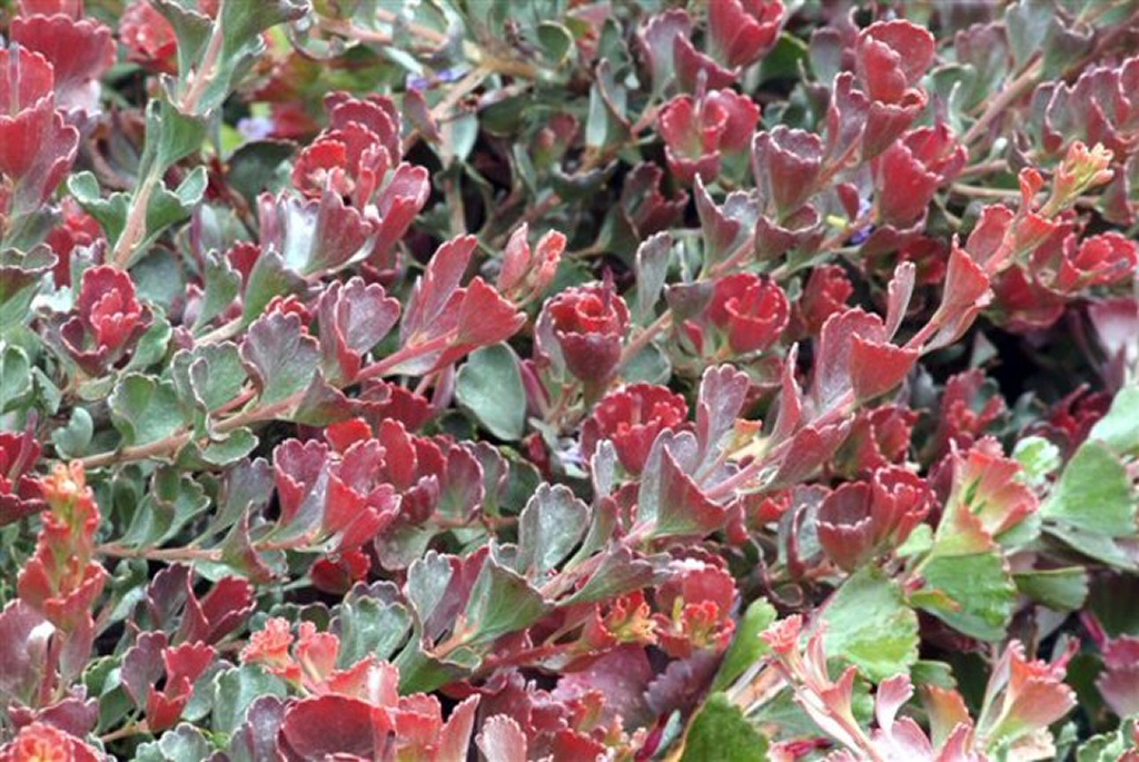 Adenanthos cuneatus ‘Coral Carpet’ – Jug Flower