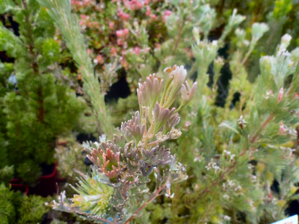Adenanthos hybrid ‘Waratah Bay’ – Woolly Bush