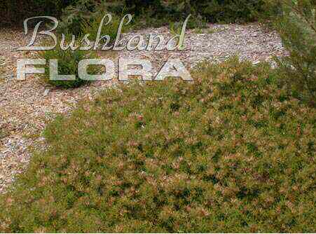 Adenanthos pungens subsp effusus ‘Coral Cover’ – Spiky Adenanthos