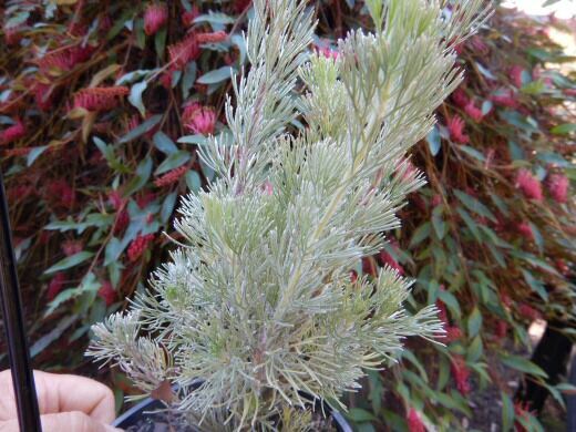 Adenanthos sericeus ‘Mallee Legend’ – Woolly Bush