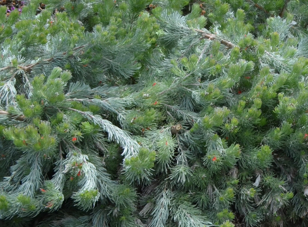 Adenanthos sericeus ‘Silver Wave’ – Woolly Bush