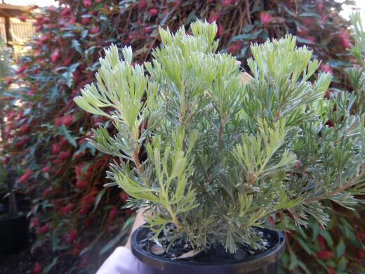 Adenanthos cunninghamii ‘Lighthouse’ – Woolly Bush
