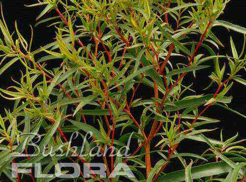 Agonis flexuosa ‘Swan River Babe’ – Willow Myrtle