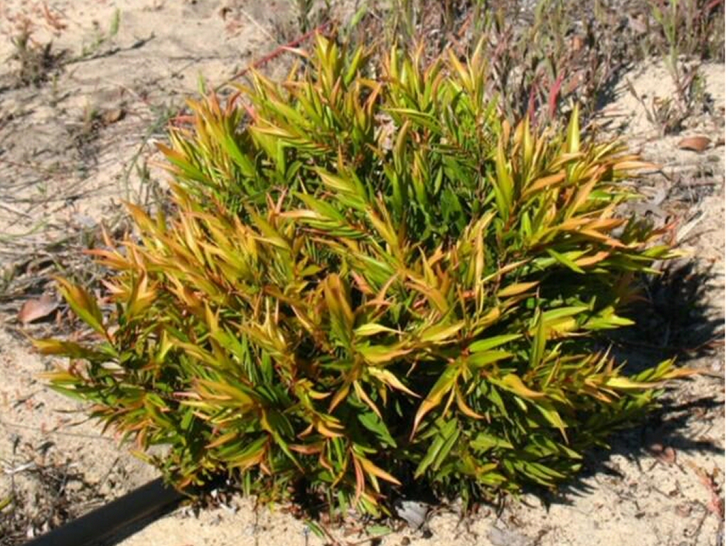 Agonis flexuosa ‘Mini Peppermint’ – Willow Peppermint