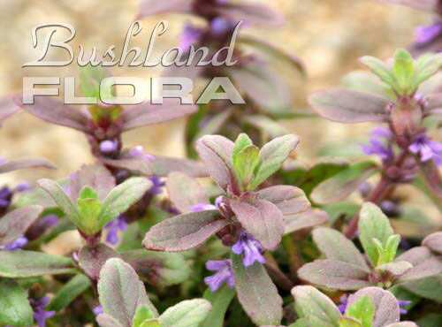 Ajuga australis prostrate ‘Aussie Bugle’