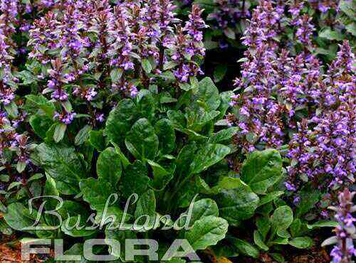 Ajuga australis – Australian Bugle