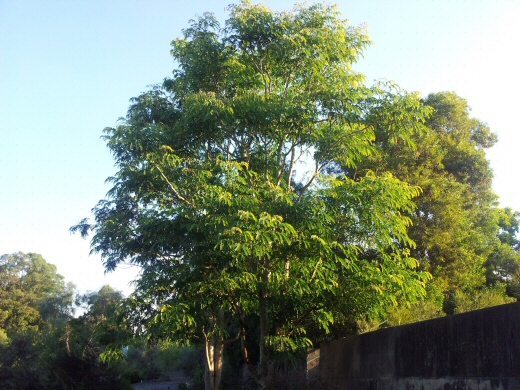 Albizia procera – Mimosa