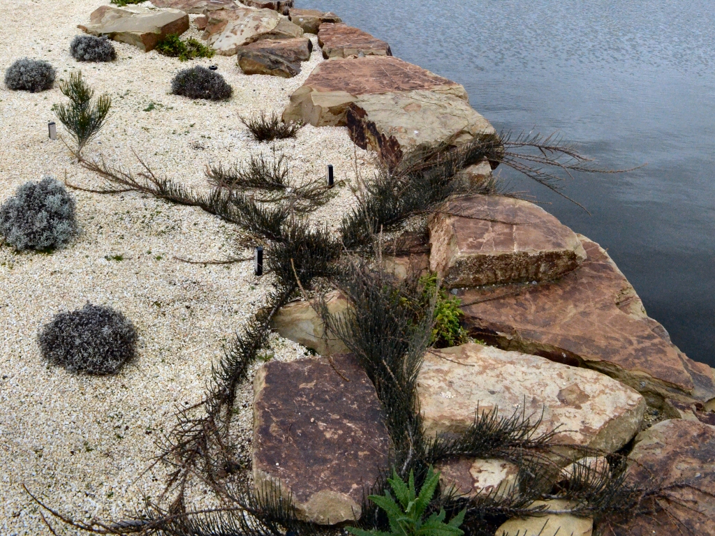 Allocasuarina crassa – She-oak