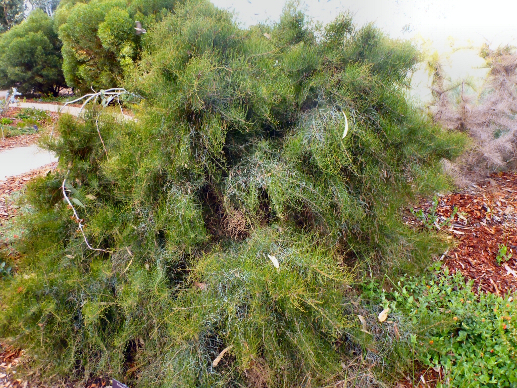 Allocasuarina tortiramula – Twisted She-oak