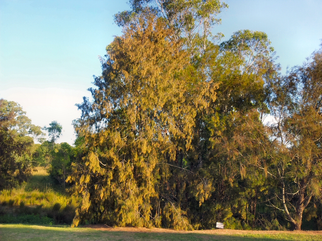 Allocasuarina torulosa – Forest She-oak