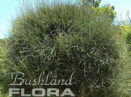 Allocasuarina verticillata ‘Noodles’ – She-oak