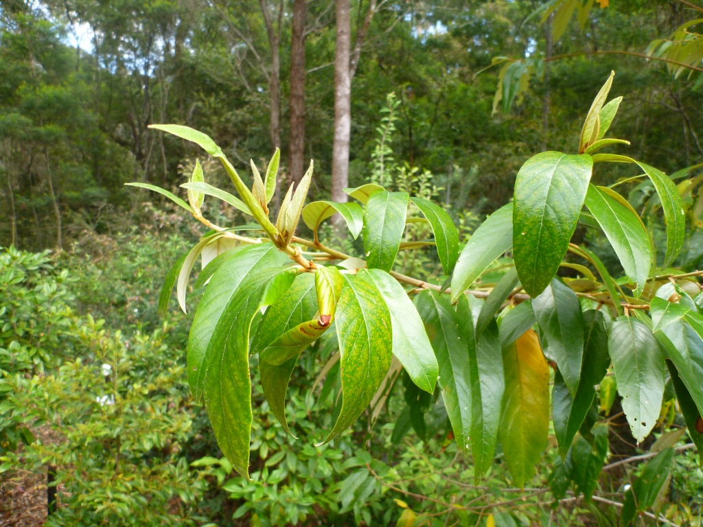 Alphitonia excelsa – Red Ash