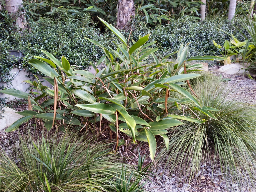 Alpinia sericea – Native ginger