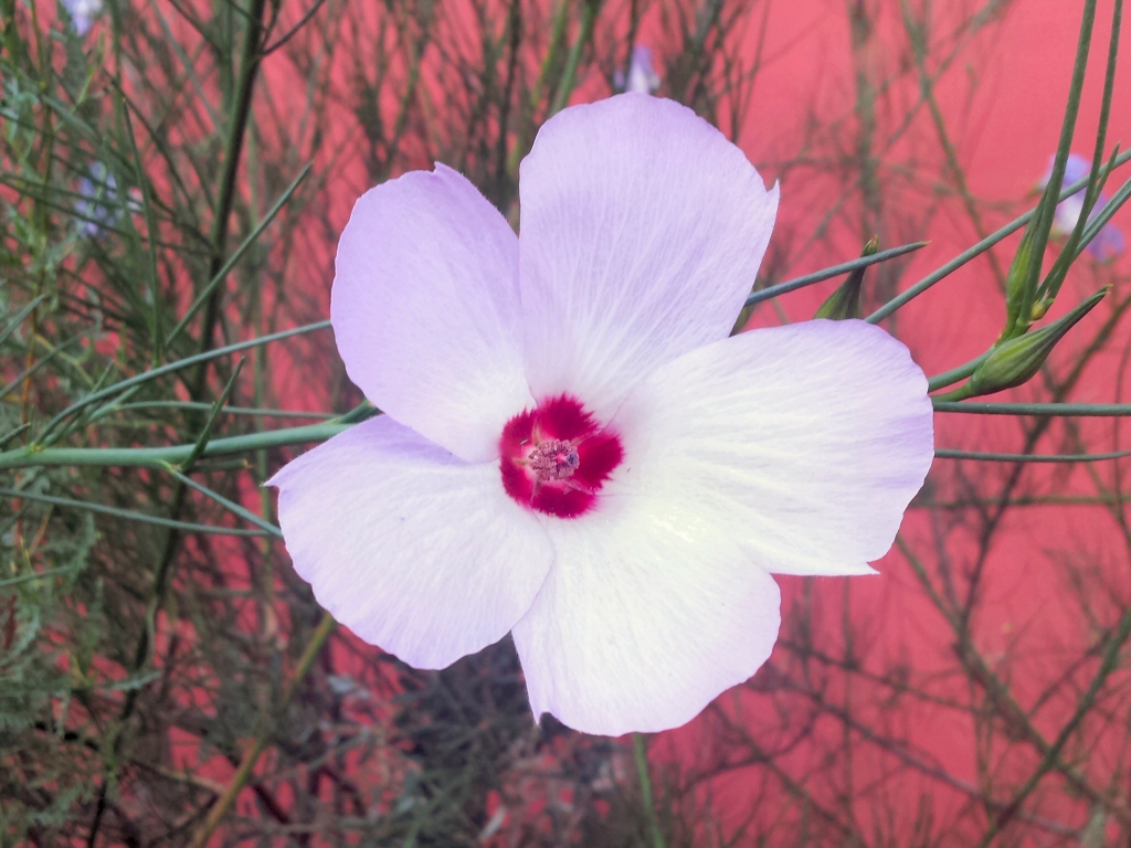 Alyogyne hakeifolia ‘Melissa Anne’ – Native Hibiscus