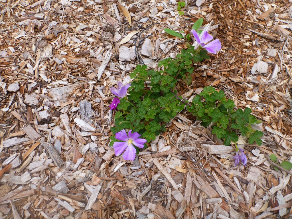 Alyogyne pinoniana – Native Hibiscus