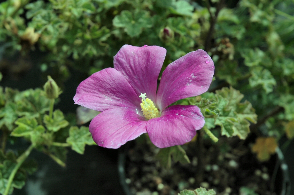 Alyogyne ‘Blue Heeler’ – Native Hibiscus