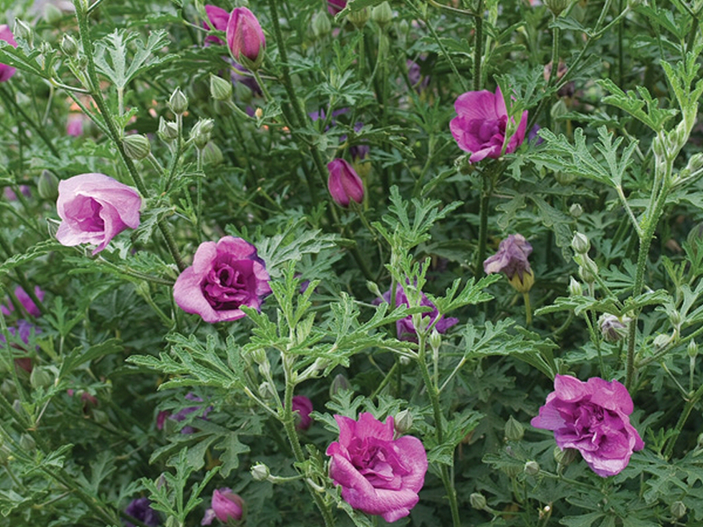 Alyogyne ‘Delightfully Double’ – Native Hibiscus