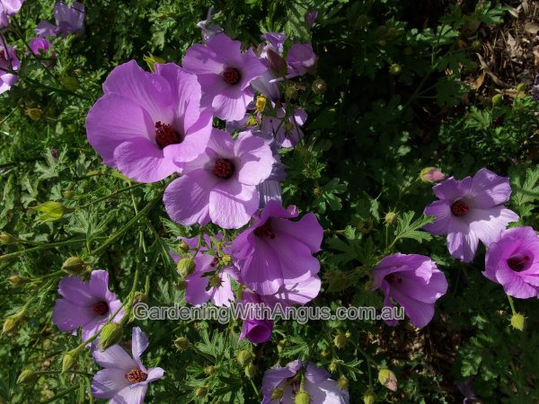Alyogyne huegelii ‘Karana’ – Native Hibiscus