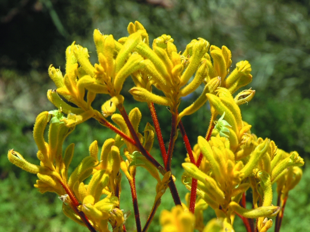 Anigozanthos ‘Yellow Gem’ – Kangaroo Paw