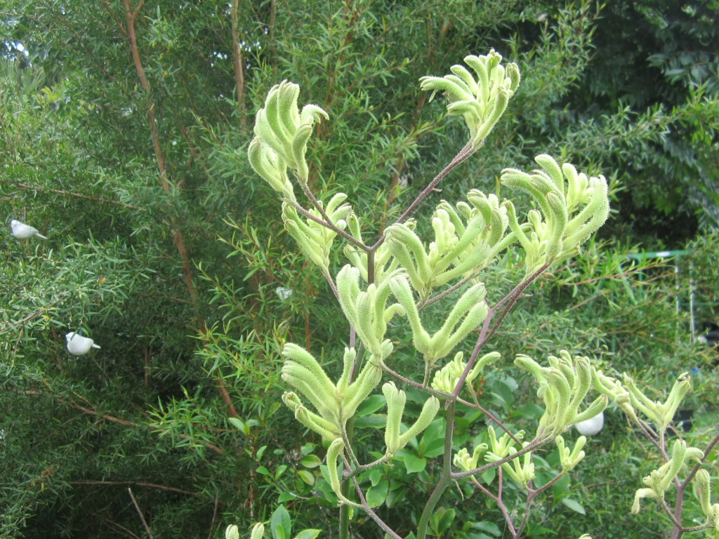 Anigozanthos flavidus ‘Landscape Lime’ – Kangaroo Paw