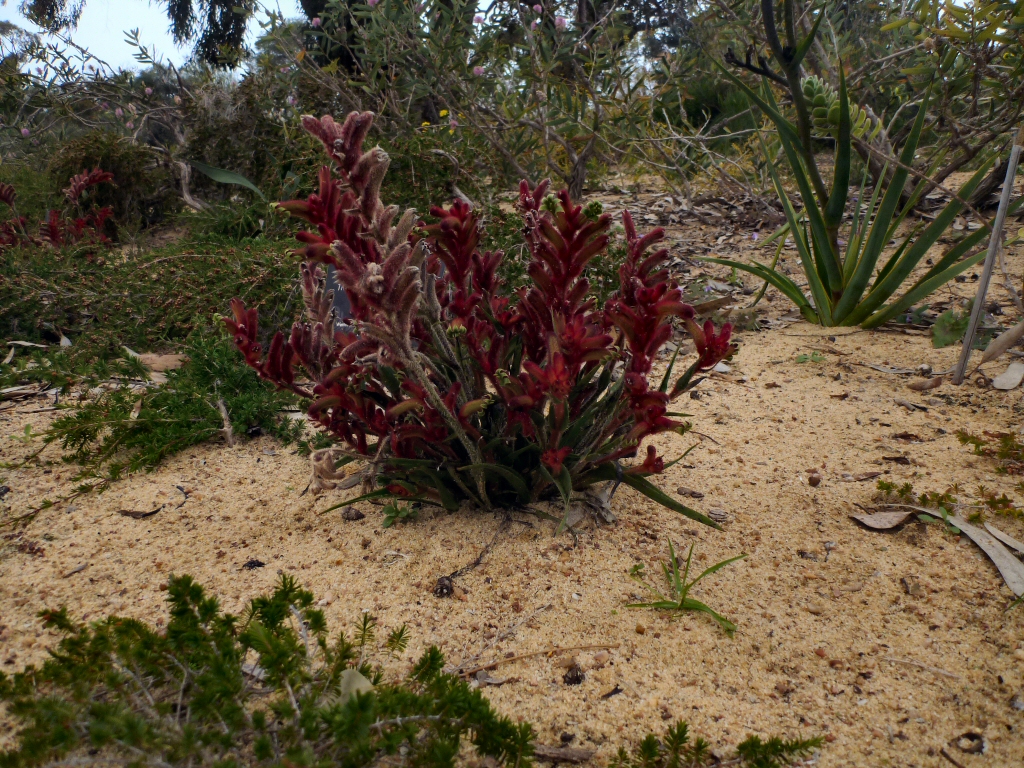 Anigozanthos kalbarriensis – Kangaroo Paw
