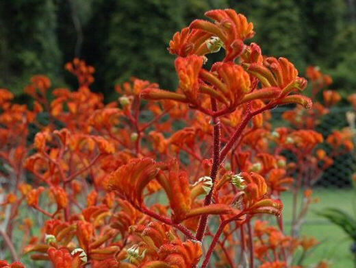 Anigozanthos rufus ‘Kings Park Federation Flame’ – Kangaroo Paw