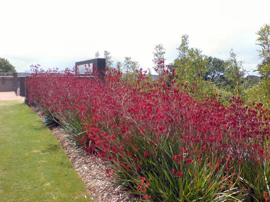 Anigozanthos ‘Big Red’ – Kangaroo Paw