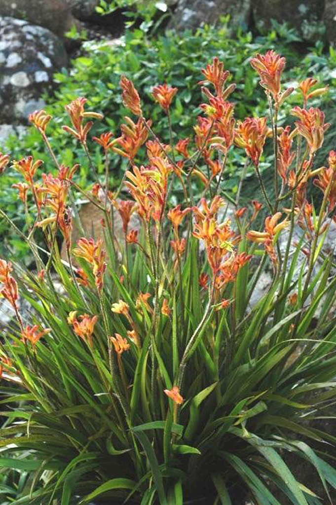 Anigozanthos ‘Bush Bounty’ Kangaroo Paw