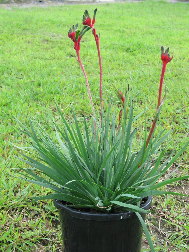 Anigozanthos ‘Bush Dance’ – Kangaroo Paw
