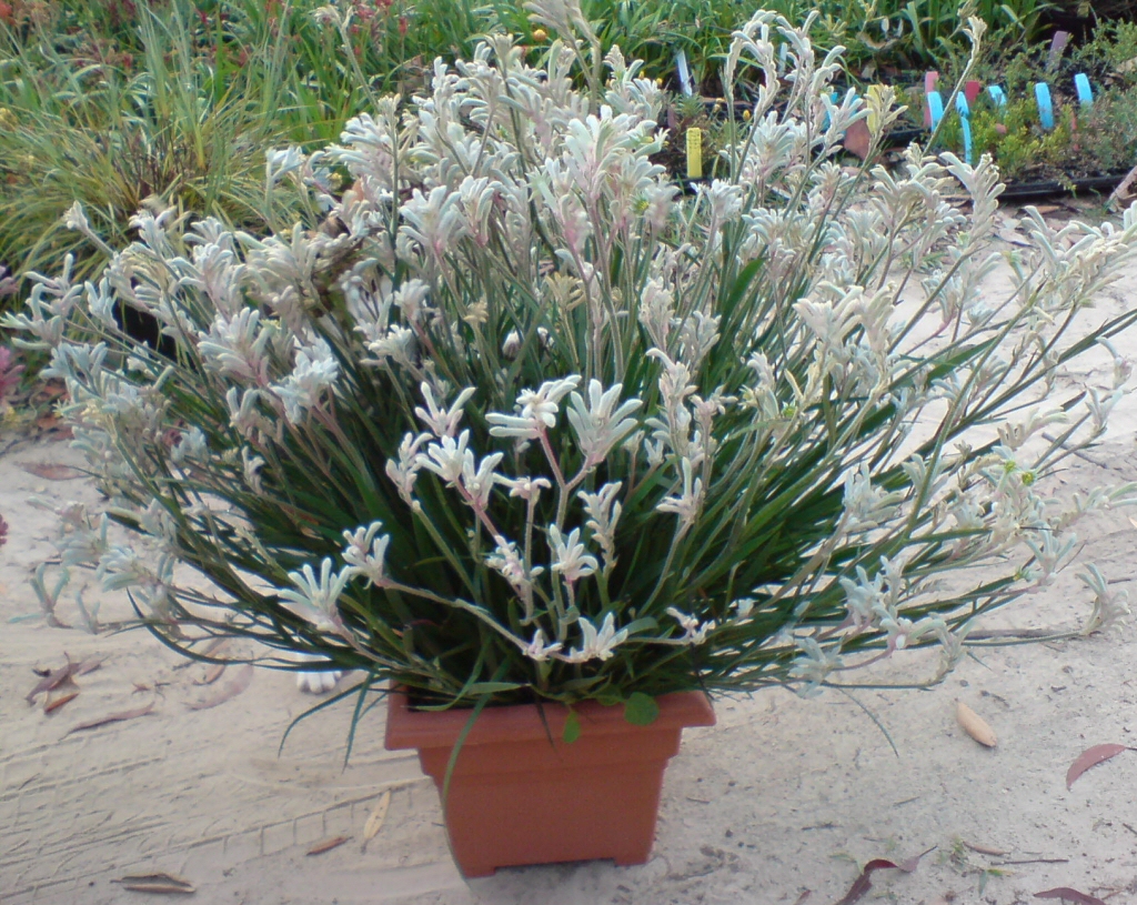 Anigozanthos ‘Bush Diamond’ – Kangaroo Paw