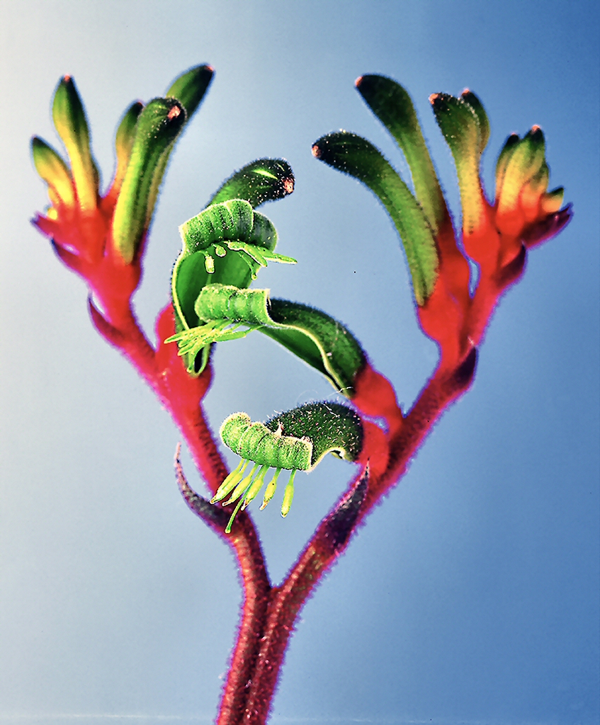 Anigozanthos ‘Bush Games’ – Kangaroo Paw