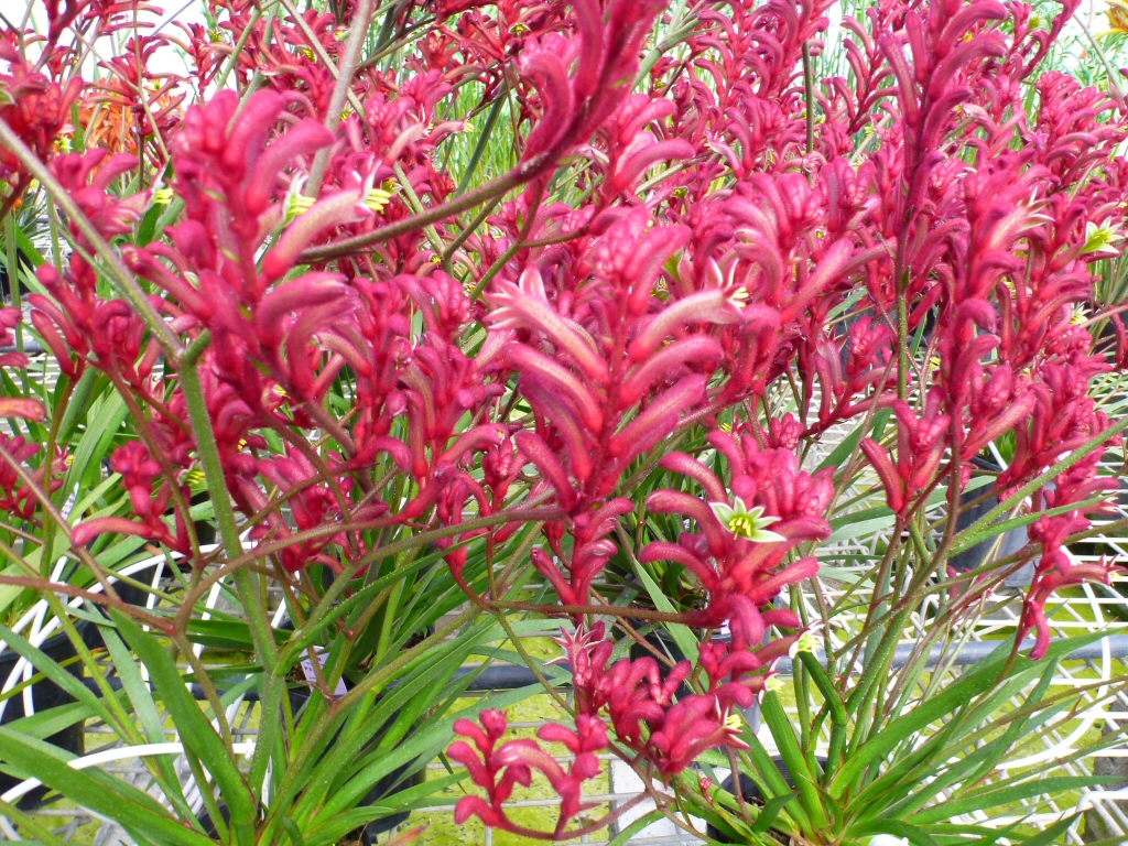 Anigozanthos ‘Bush Pizzaz’ – Kangaroo Paw