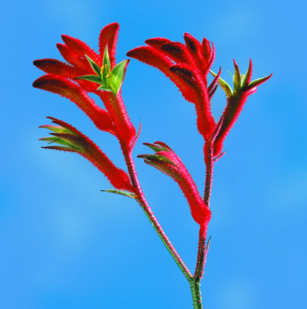 Anigozanthos ‘Bush Ranger’ – Kangaroo Paw
