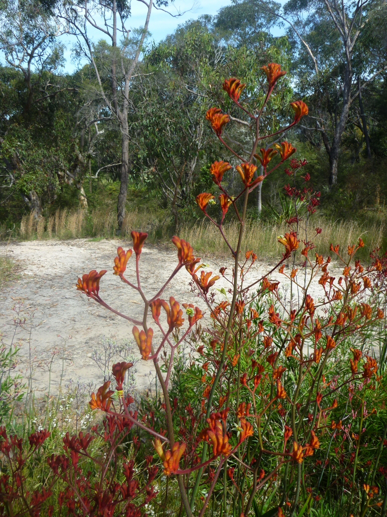 Anigozanthos ‘Bush Revolution’ – Kangaroo Paw